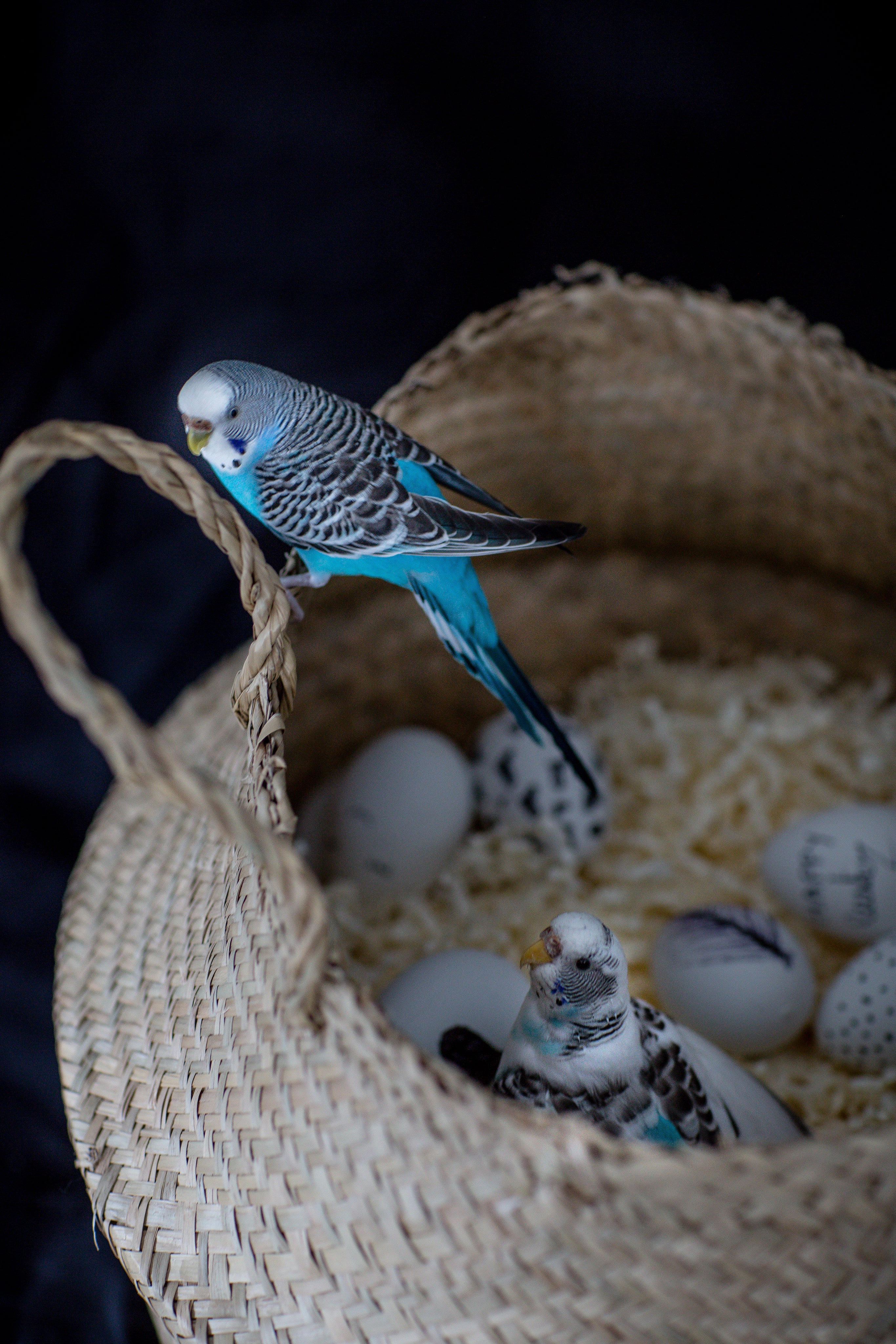files/bird-perched-on-a-basket-protecting-her-eggs.jpg