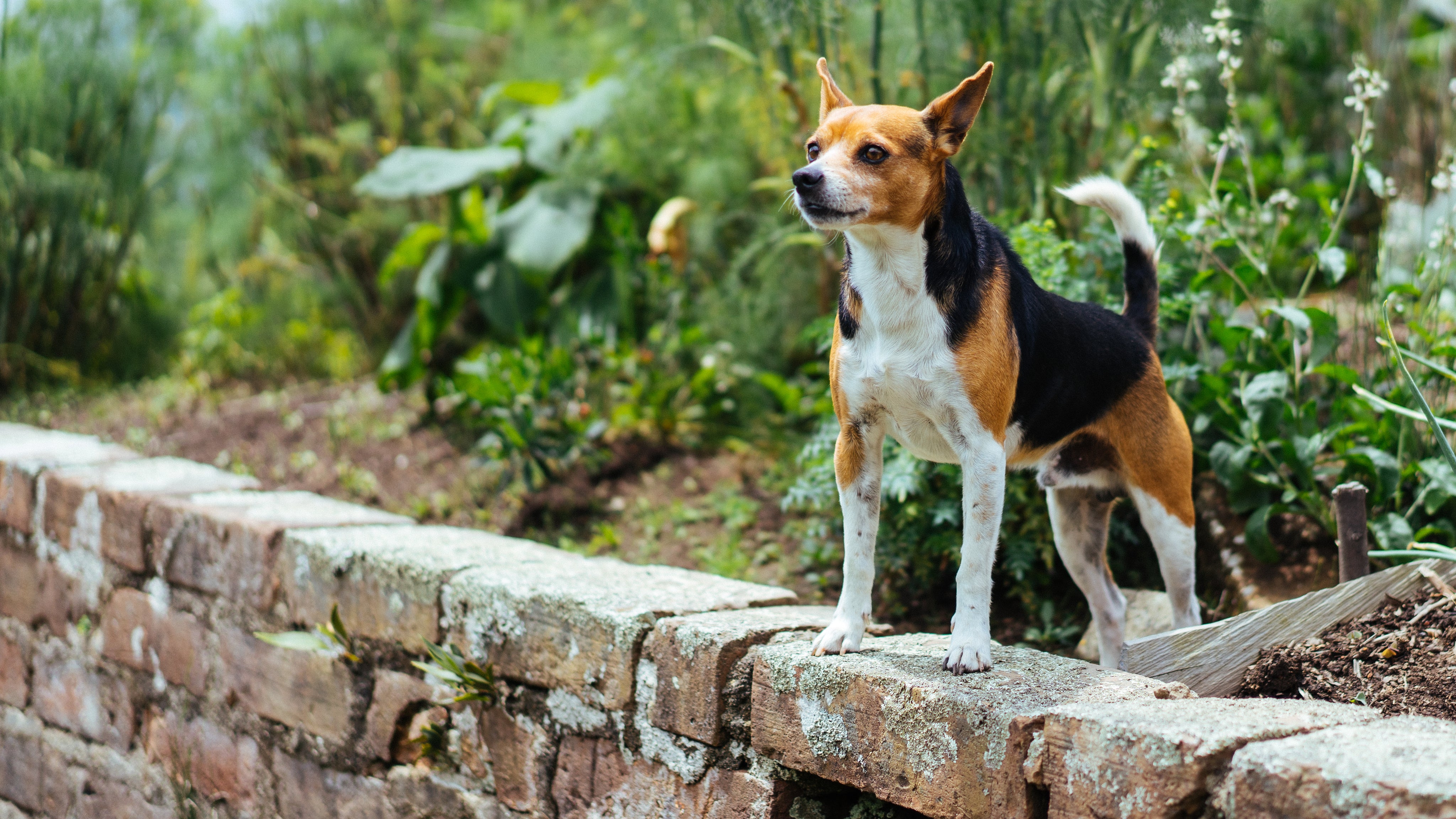 files/dog-on-wall.jpg