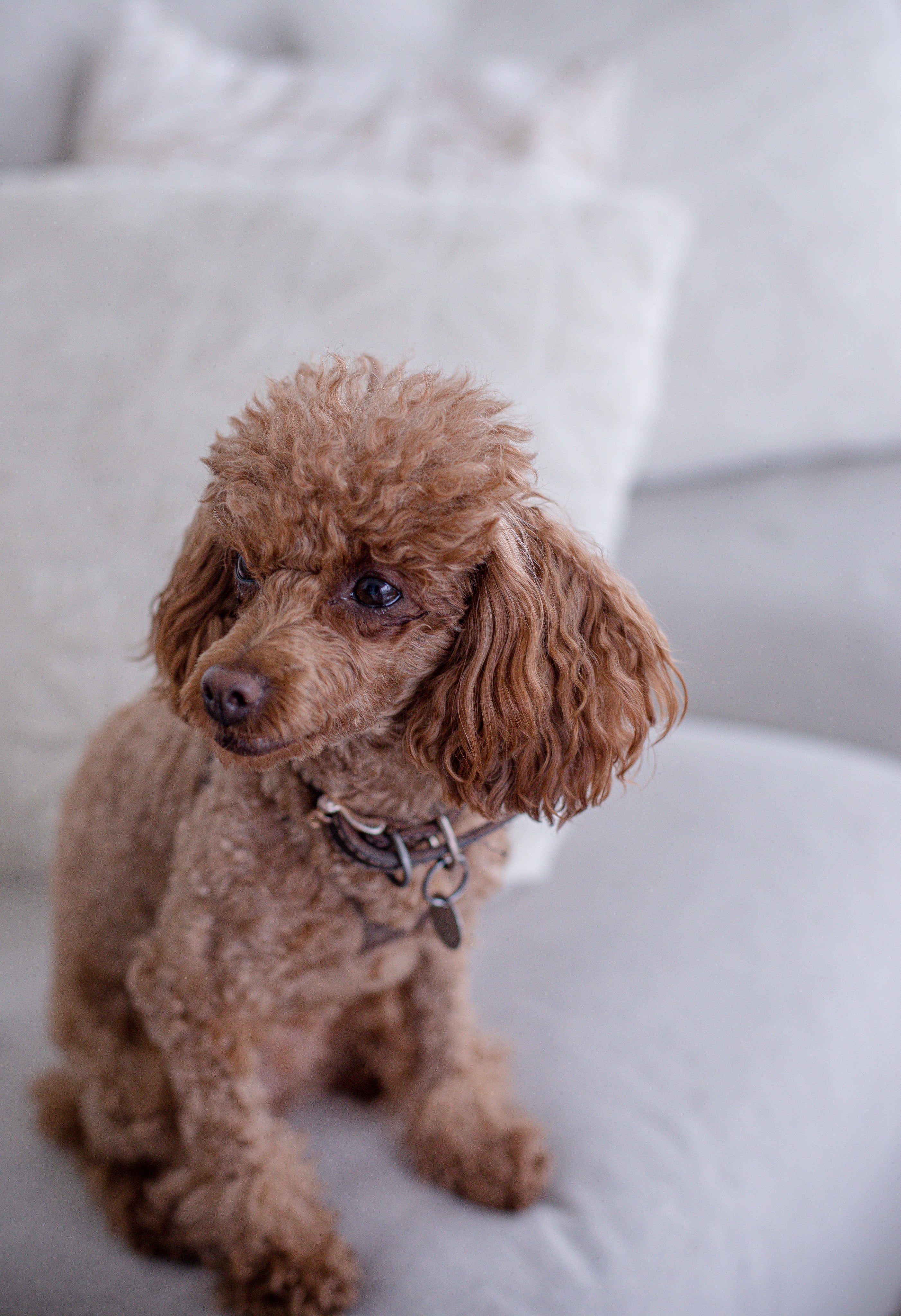 files/small-fluffy-brown-dog-sits-on-a-white-couch.jpg