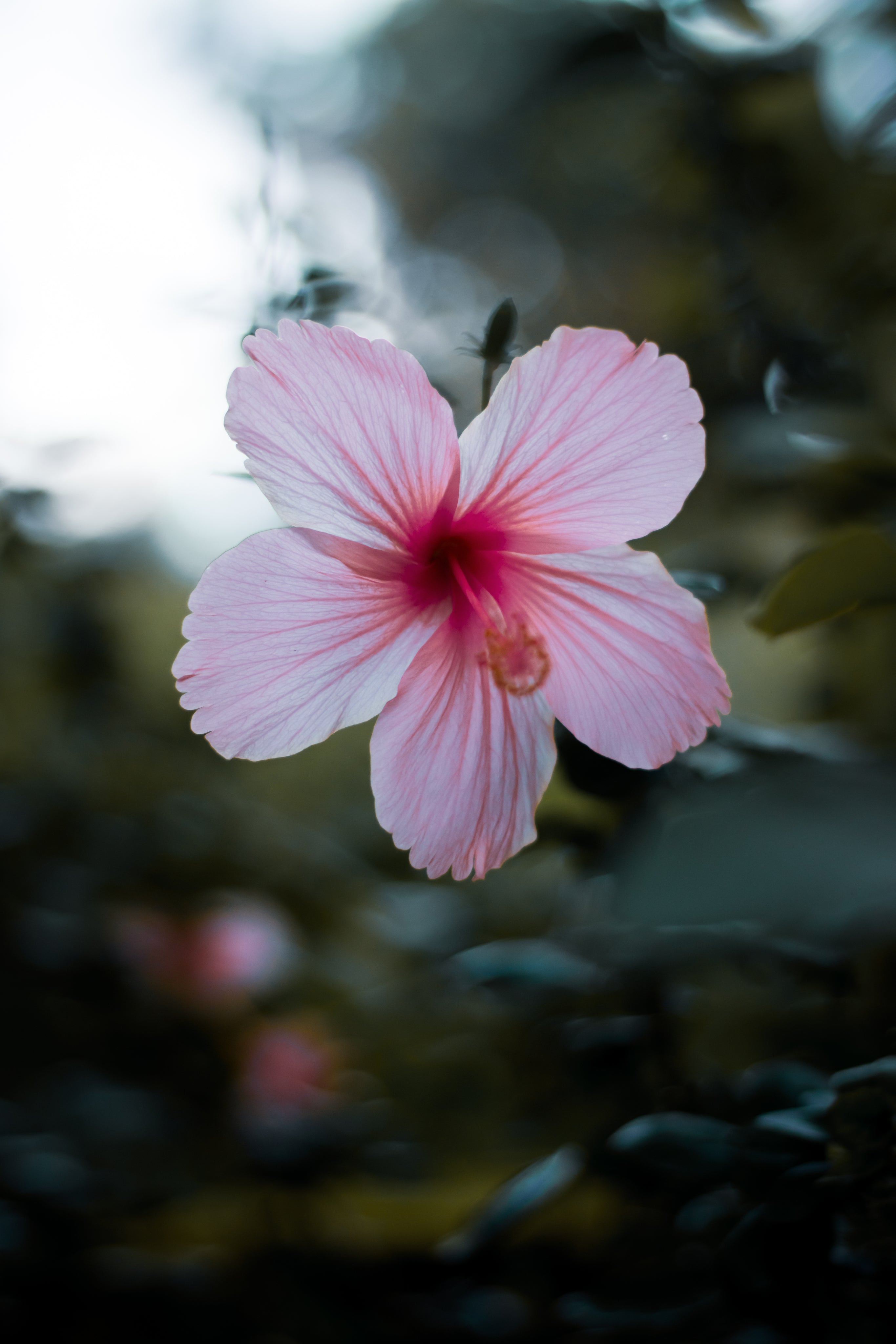 files/soft-pink-hibiscus-flower-surrounded-by-green-foliage.jpg