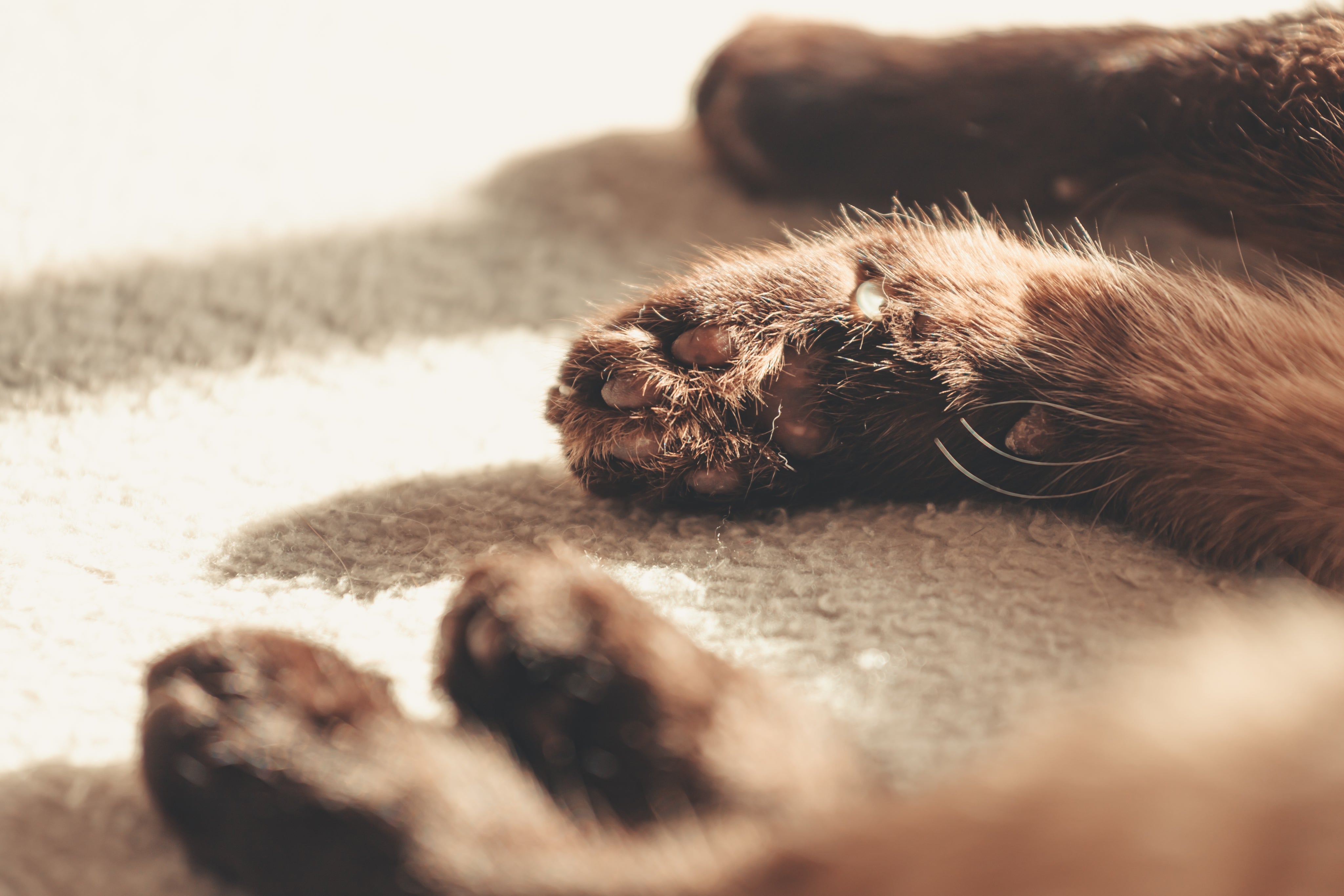 files/the-paws-of-a-brown-fluffy-cat.jpg