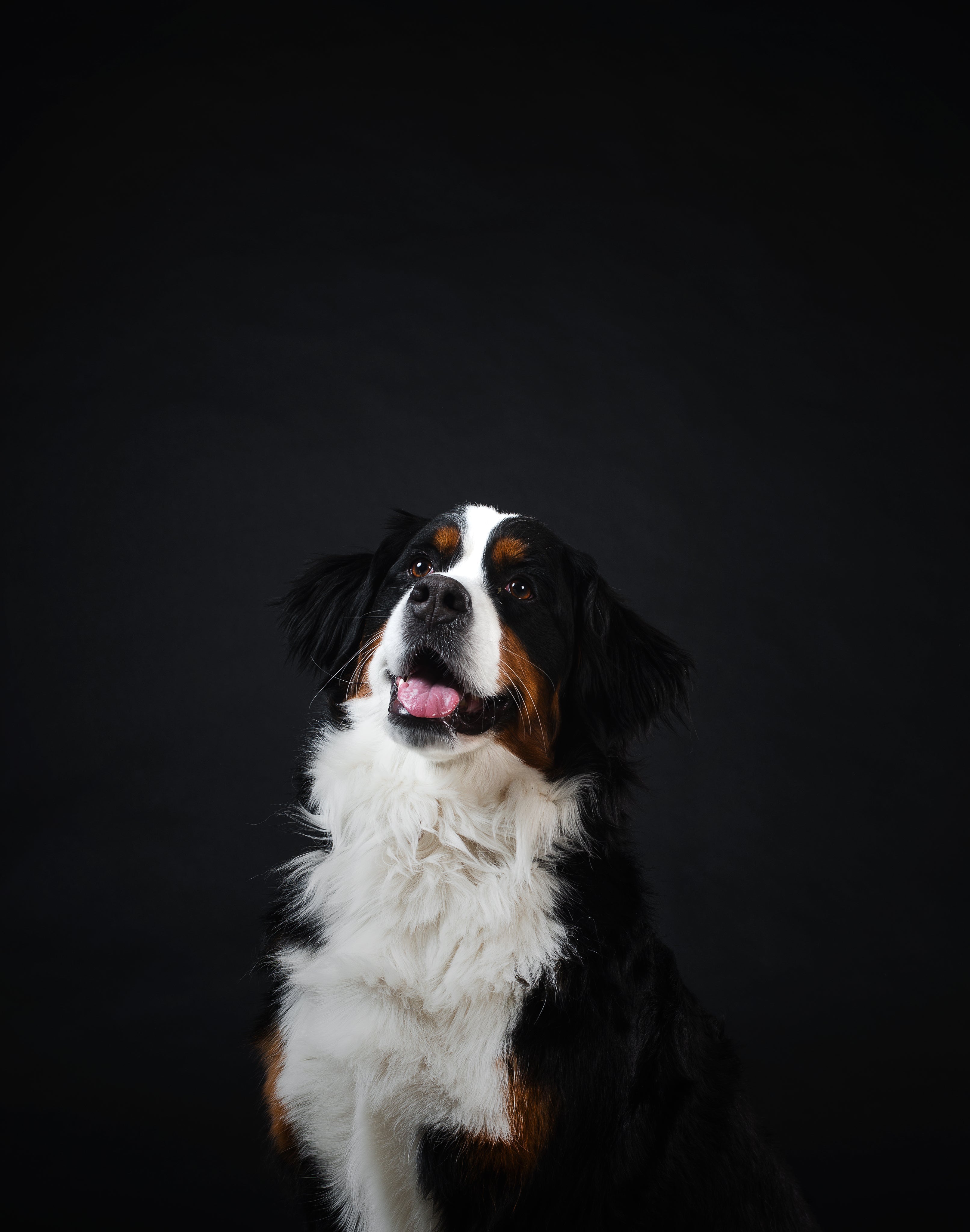 files/young-dog-looking-up-excitedly-awaiting-a-treat.jpg
